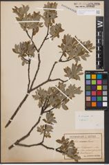 Foto von Salix cinerea L.
